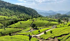 Munnar Tea Gardens